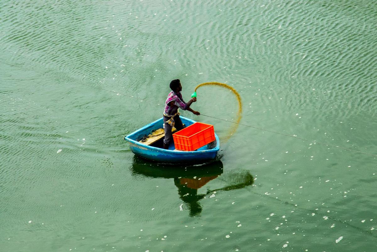 Big Problems in Andhra Pradesh Aqua Sector: Shrimp Feed Prices Go Up High