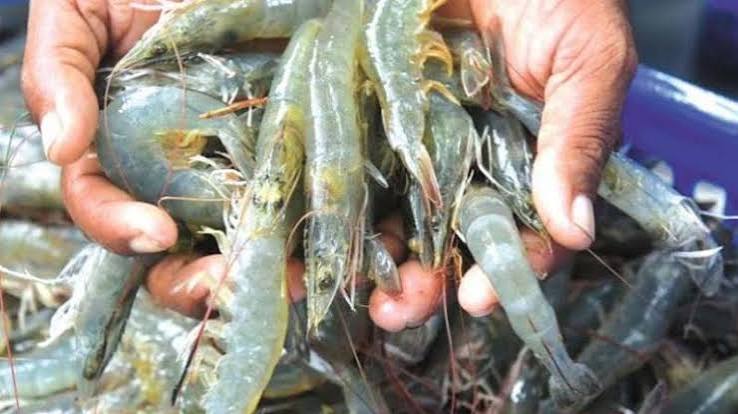 Aqua Feed Price Cut Controversy: Governments ₹4,000 Reduction Claim Exposed Within 24 Hours?