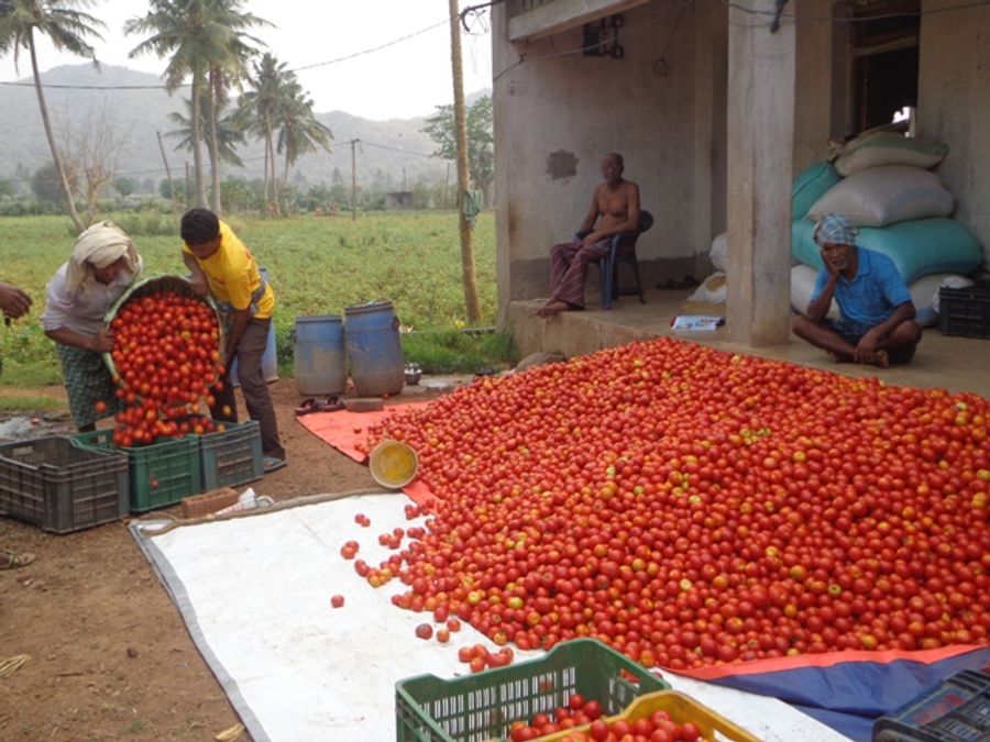 Tomato Farmers in Crisis: Prices Crash to ₹2 Per Kg, Opposition Questions Government's Inaction